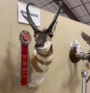 Mounted work by High Country Taxidermy